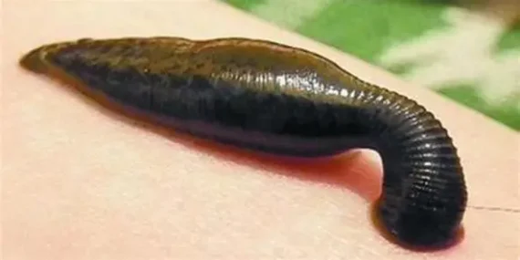 sülük