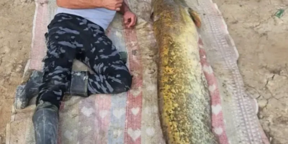 Dev Yayın Balığı, Isparta’da Balıkçıları Şaşırttı: 42 Kilogram!