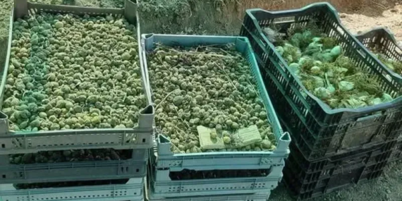 Isparta’da Çiftçiler İçin Beyaz Zambak ve Salep Yetiştiriciliği Desteği