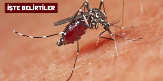 Güney Çin’de Chikungunya Ateşi Salgını: 1714 Vaka, 3. Seviye Acil Durum İlanı
