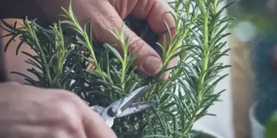 Hafıza Güçlendirici Biberiye: Isparta’da Yetişen Doğal Zihin Keskinleştirici