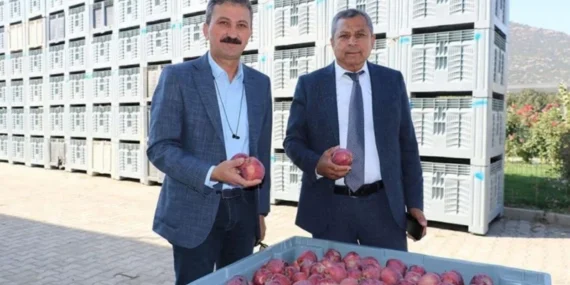 Isparta’da 2025 elma hasadı başladı
