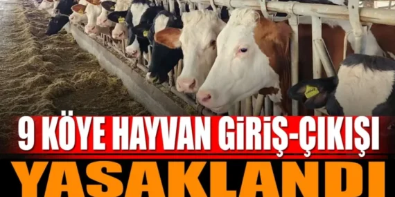 Şap Hastalığı Salgını: Burdur’da 9 Köye Hayvan Giriş-Çıkışı Yasaklandı