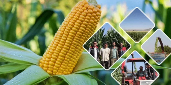 Isparta’da Hayvancılığın Geleceği Tarlalarda Biçiliyor: Stratejik Mısır Hasadı Başladı